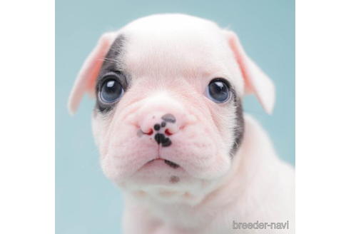 成約済の千葉県のフレンチブルドッグ-202127の5枚目